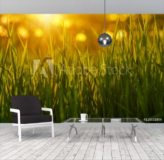 Picture of Green grass background